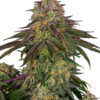 Sweet Cherry Kush - Feminiserede skunkfrø | Sensi Seeds