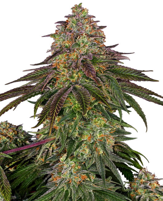 Sweet Cherry Kush - Feminiserede skunkfrø | Sensi Seeds
