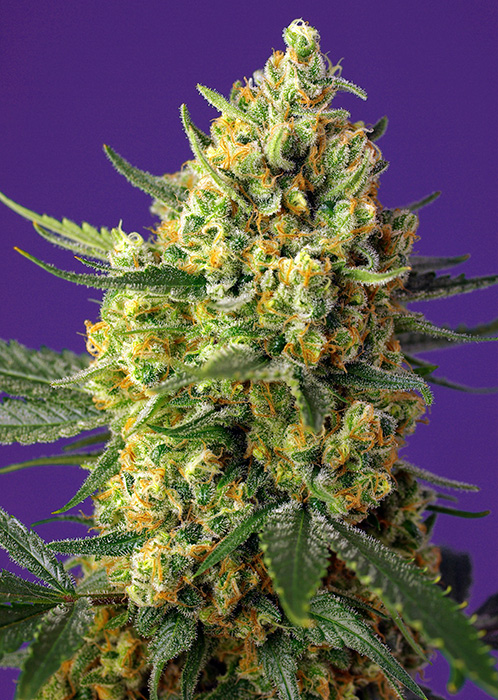 Crystal Candy XL | Autoblomstrende skunkfrø - Sweet Seeds