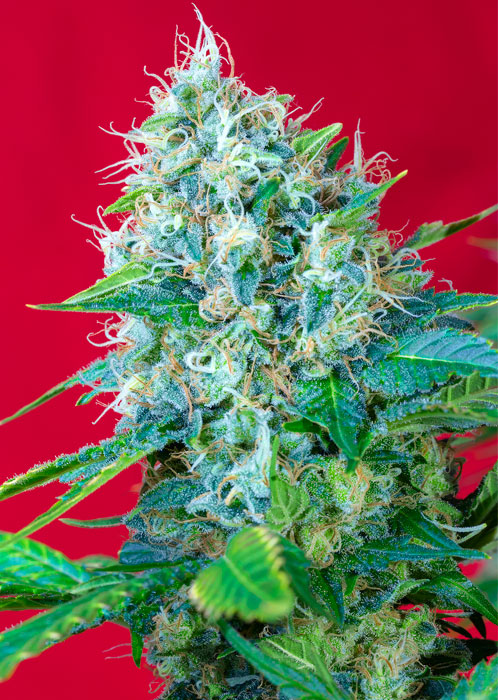 Green Poison | Feminiserede skunkfrø - Sweet Seeds