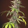 Red Mandarine F1 FAST | Feminiserede skunkfrø - Sweet Seeds