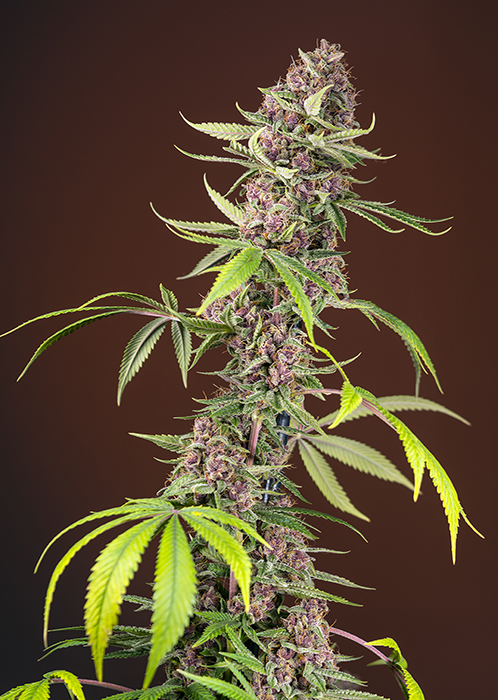Red Mandarine F1 FAST | Feminiserede skunkfrø - Sweet Seeds