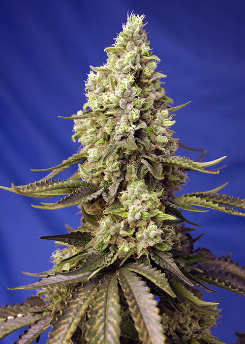Runtz XL | Autoblomstrende skunkfrø - Sweet Seeds