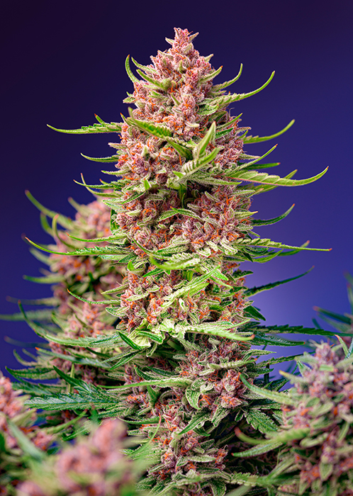 Strawberry Cola Sherbet | Hurtigblomstrende skunkfrø - Sweet Seeds