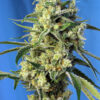 Sweet Amnesia Haze | Feminiserede skunkfrø - Sweet Seeds
