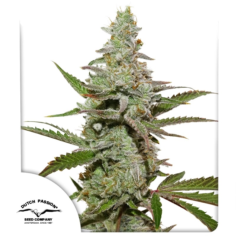 Amsterdam Amnesia - feminiserede skunkfrø | Dutch Passion