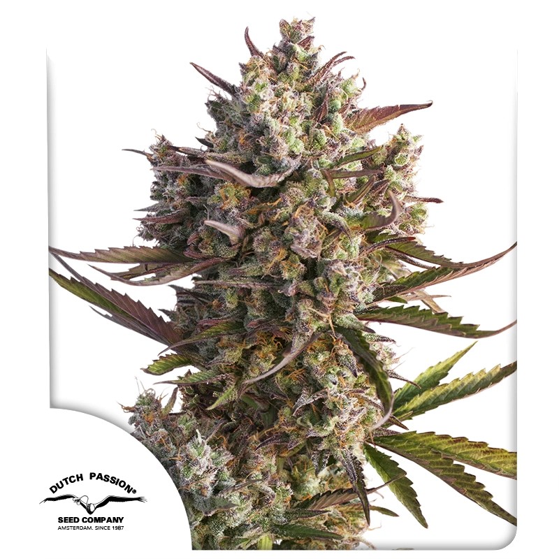 Blueberry - autoblomstrende skunkfrø | Dutch Passion