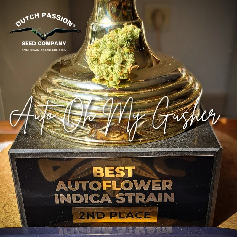 Oh My Gusher - autoblomstrende skunkfrø | Dutch Passion - Billede 3