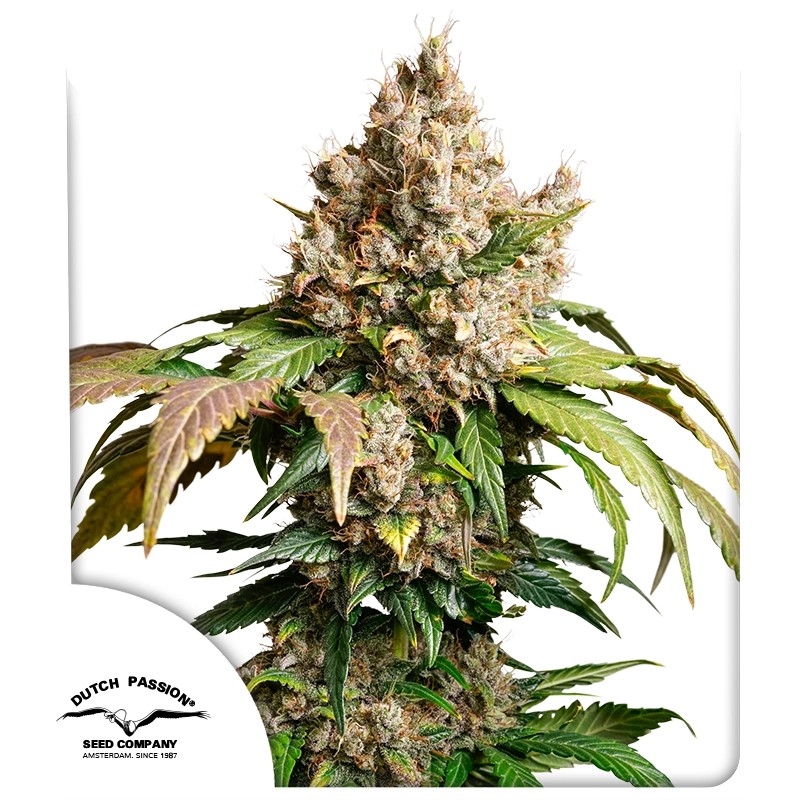 Red Tropicana Cookies - autoblomstrende skunkfrø | Dutch Passion
