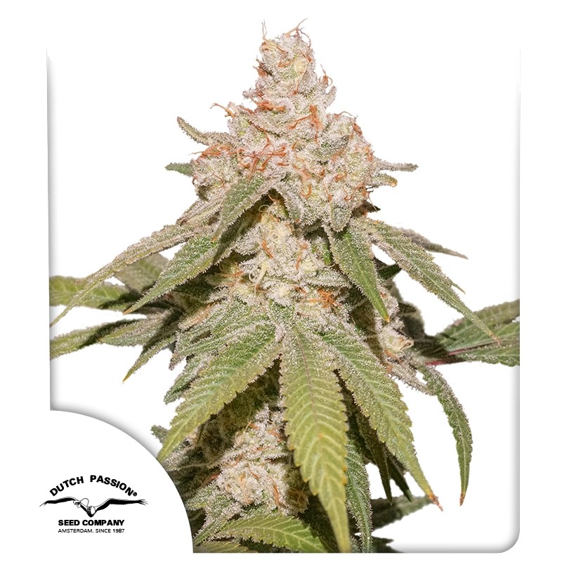 SFV OG - autoblomstrende skunkfrø | Dutch Passion