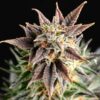 Big Band | Feminiserede skunkfrø - Kannabia Seeds