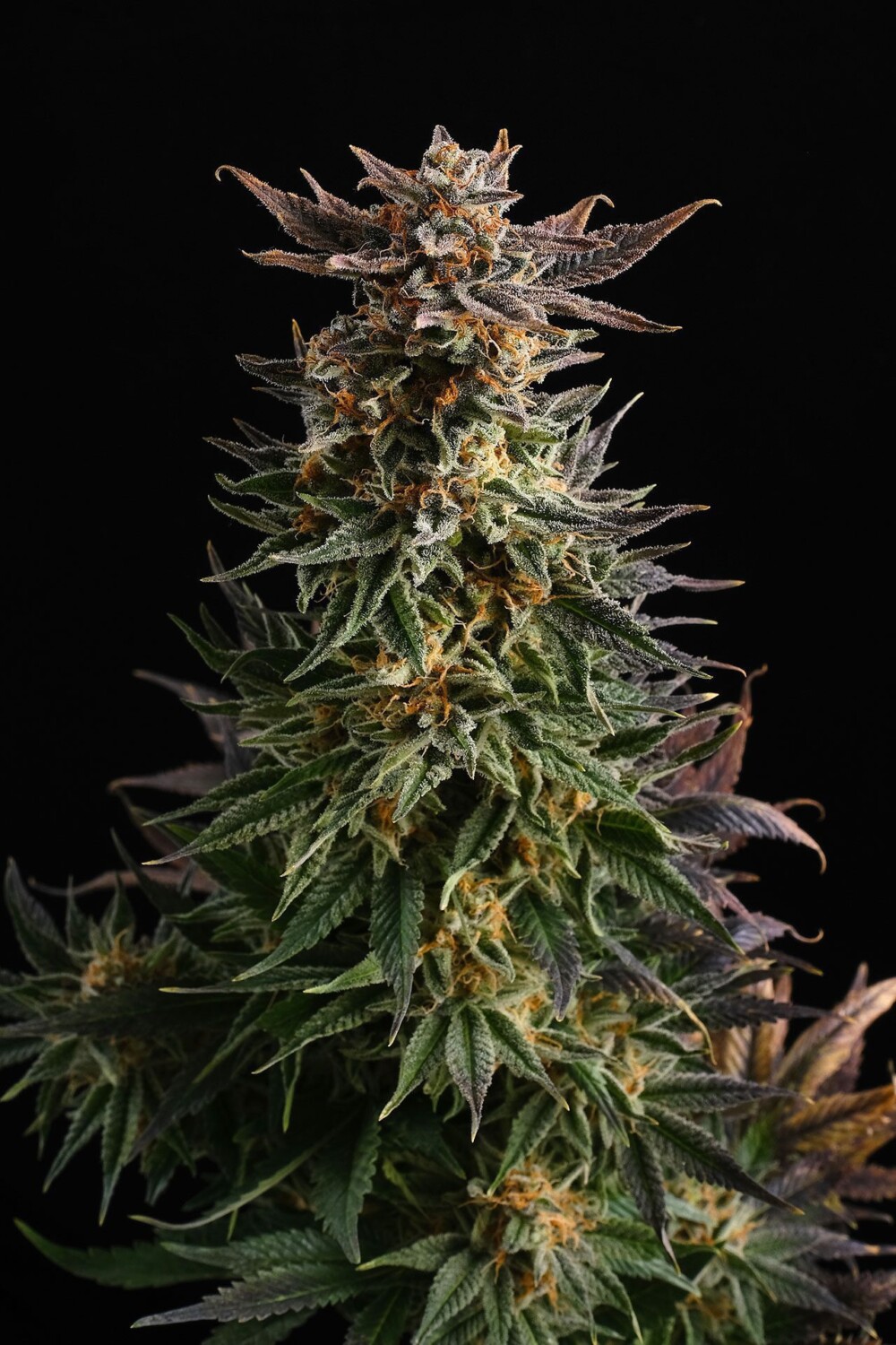 Big Band | Feminiserede skunkfrø - Kannabia Seeds - Billede 3