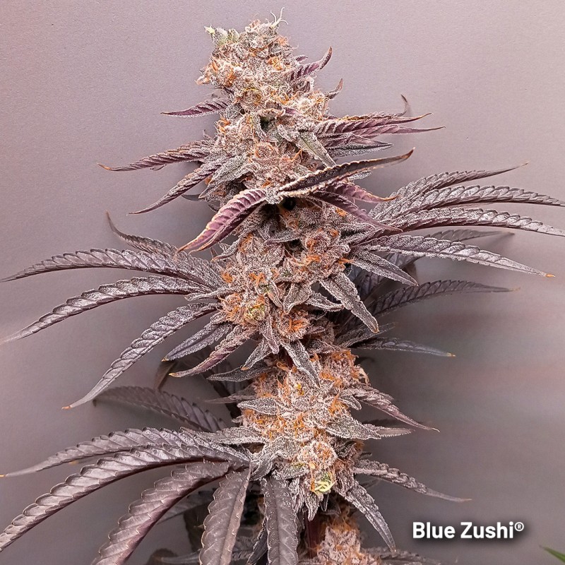 Blue Zushi - feminiserede skunkfrø | Dutch Passion - Billede 4