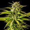 Break-Up Cake | Feminiserede skunkfrø - Kannabia Seeds