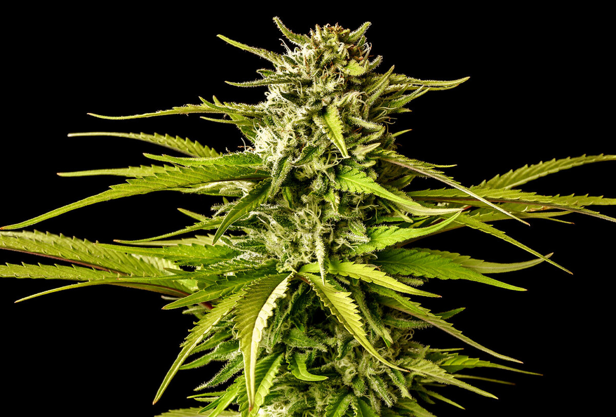 Break-Up Cake | Feminiserede skunkfrø - Kannabia Seeds