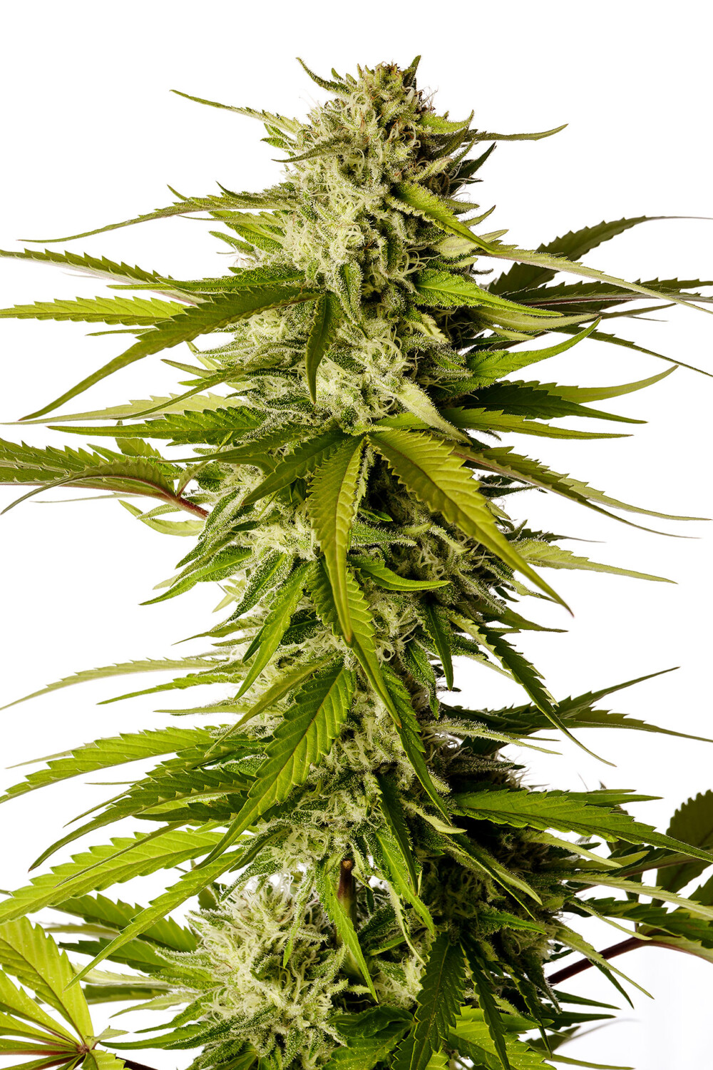 Break-Up Cake | Feminiserede skunkfrø - Kannabia Seeds - Billede 3