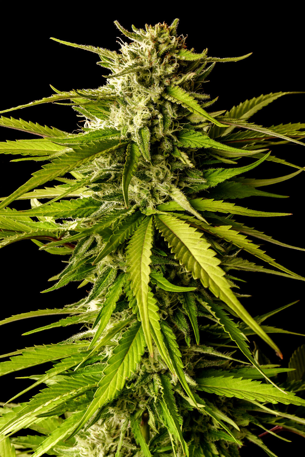 Break-Up Cake | Feminiserede skunkfrø - Kannabia Seeds - Billede 2