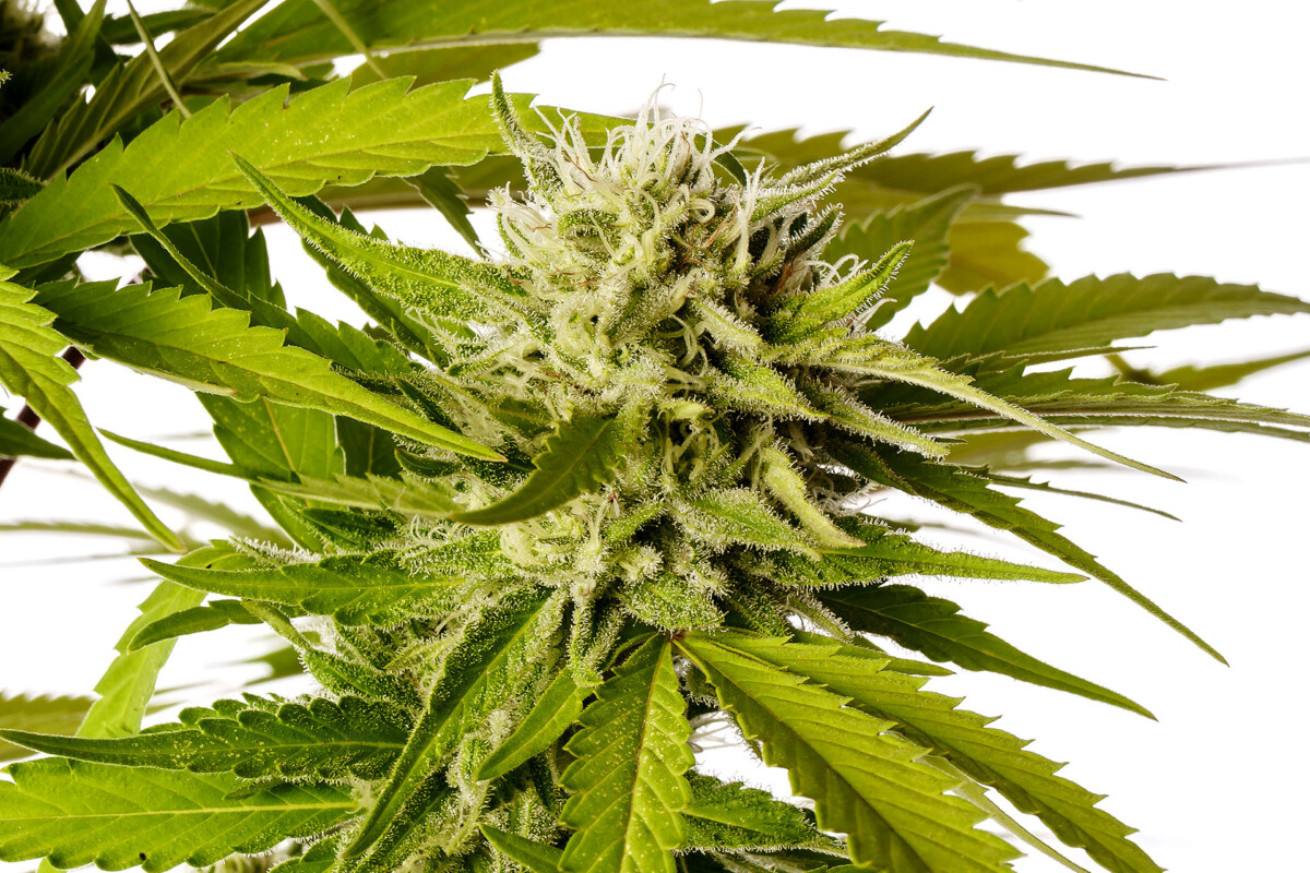 Break-Up Cake | Feminiserede skunkfrø - Kannabia Seeds - Billede 4