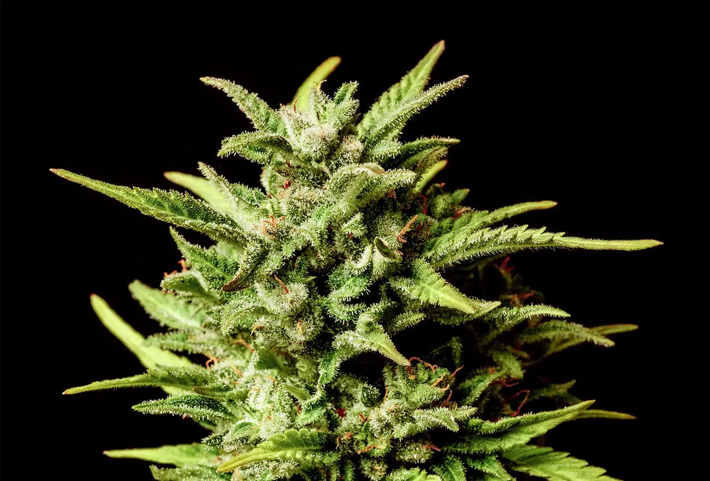 Break-Up Cake | Autoblomstrende skunkfrø - Kannabia Seeds