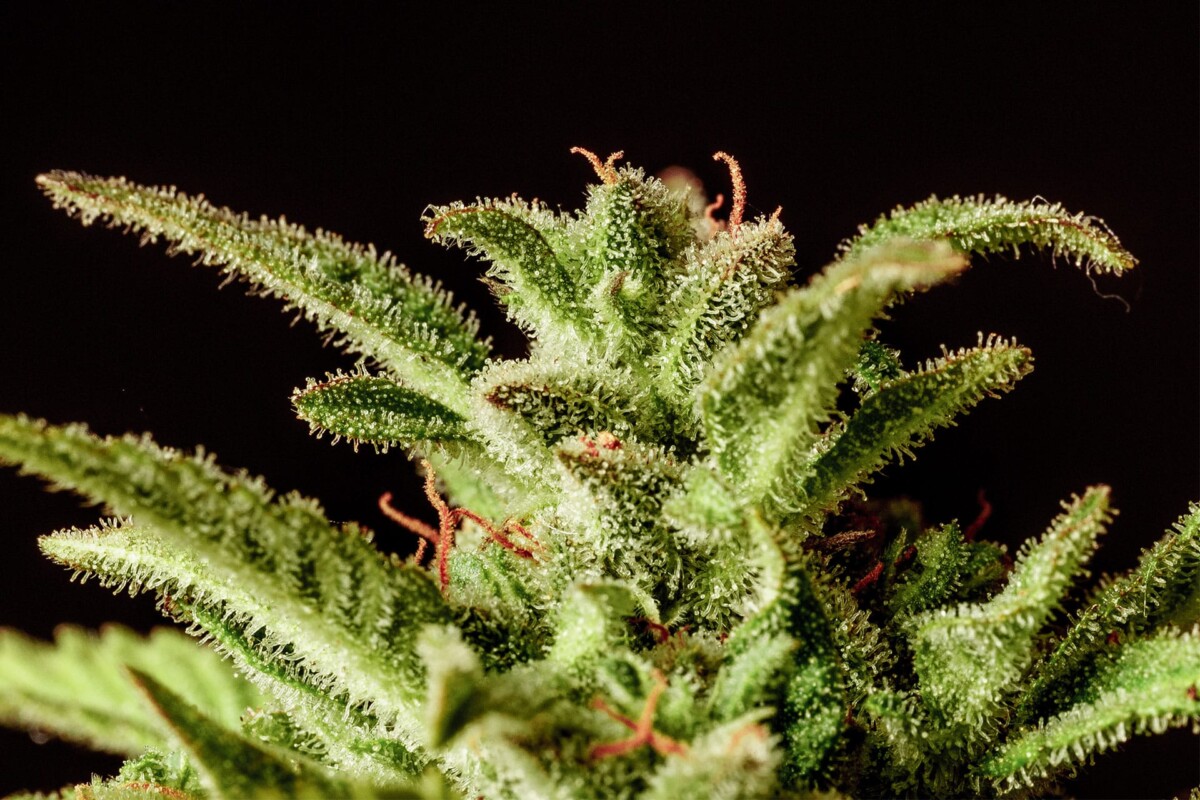 Break-Up Cake | Autoblomstrende skunkfrø - Kannabia Seeds - Billede 2