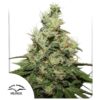 Kush - CBD skunkfrø | Dutch Passion