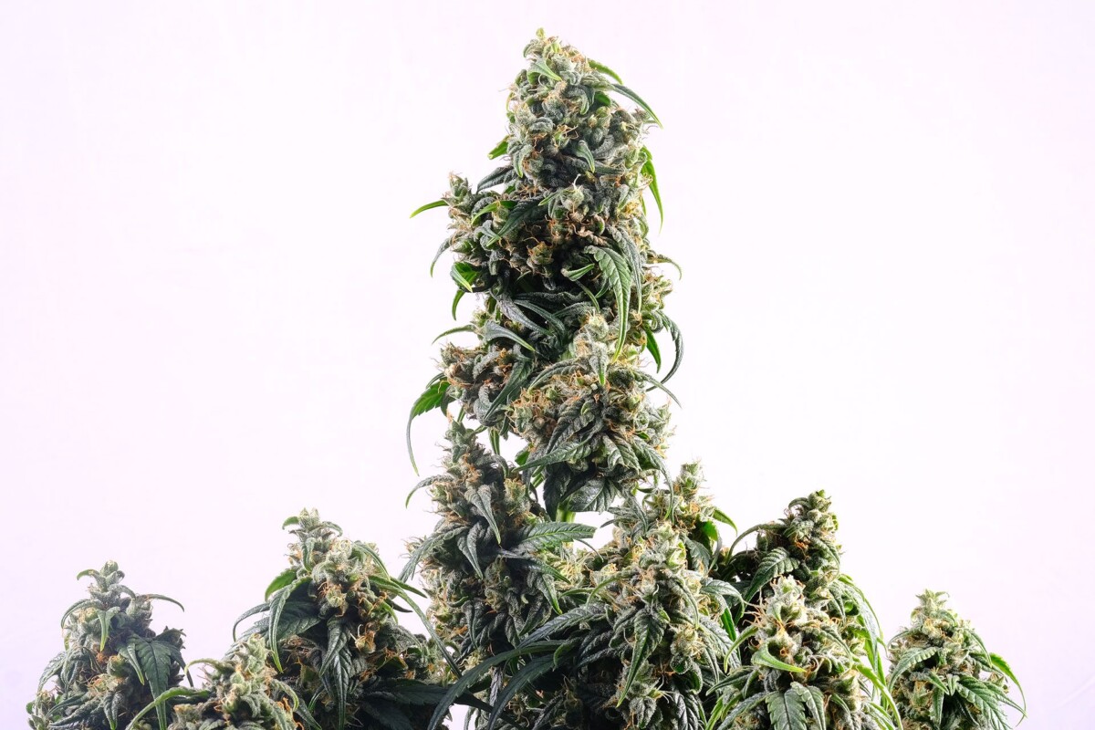 CBDV | Autoblomstrende skunkfrø - Kannabia Seeds
