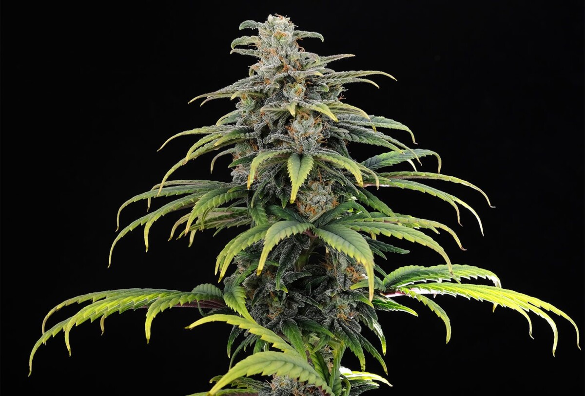 CBG | Autoblomstrende skunkfrø - Kannabia Seeds