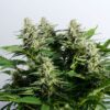 Colombian Jack | Feminiserede skunkfrø - Kannabia Seeds