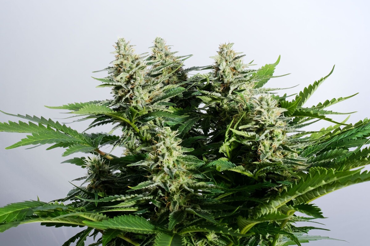 Colombian Jack | Feminiserede skunkfrø - Kannabia Seeds