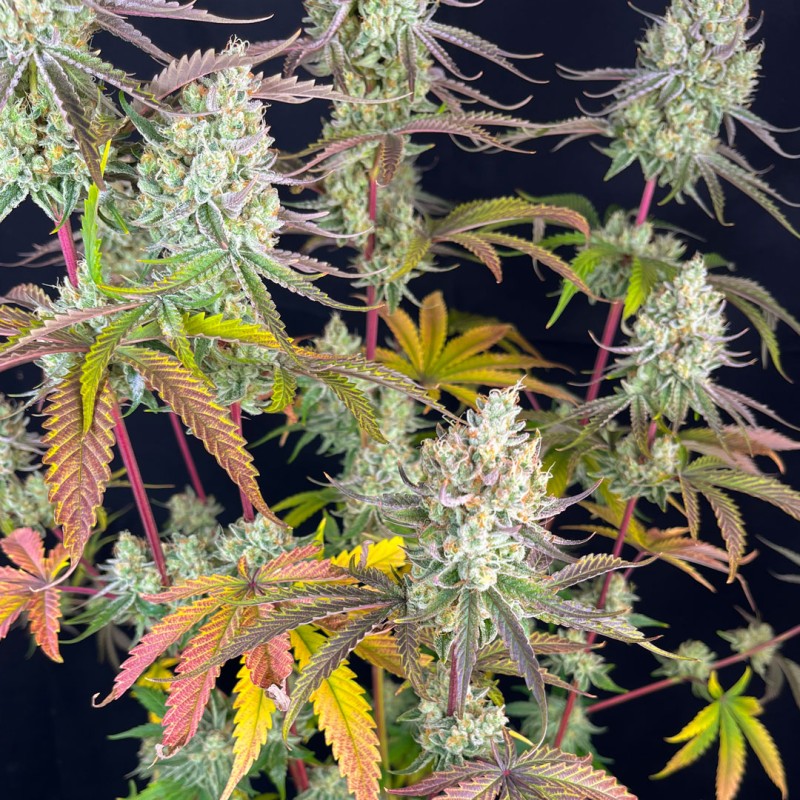 Fruit Bomb Punch - feminiserede skunkfrø | Dutch Passion - Billede 3