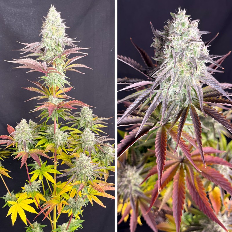 Fruit Bomb Punch - feminiserede skunkfrø | Dutch Passion - Billede 5