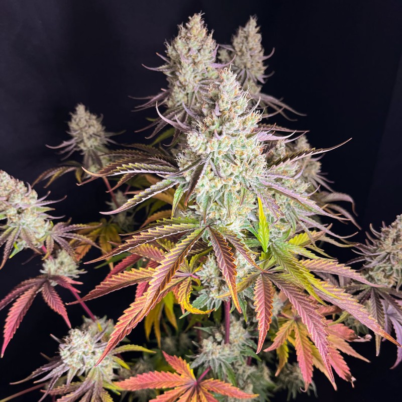Fruit Bomb Punch - feminiserede skunkfrø | Dutch Passion - Billede 4