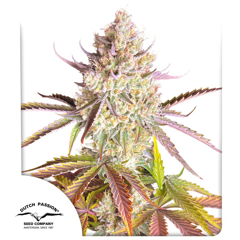 Fruit Bomb Punch - feminiserede skunkfrø | Dutch Passion