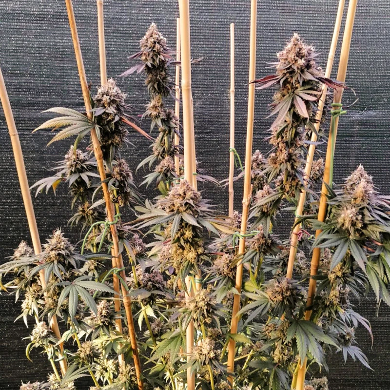 GMO FAST - feminiserede skunkfrø | Dutch Passion - Billede 3