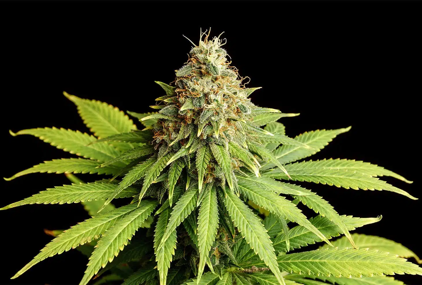 Hellfire OG | Feminiserede skunkfrø - Kannabia Seeds