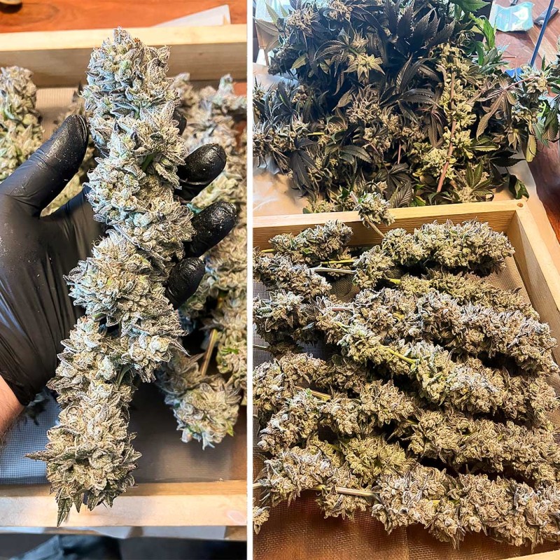 Ice Cream Haze - feminiserede skunkfrø | Dutch Passion - Billede 4