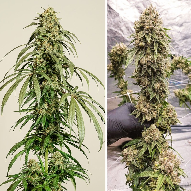 Ice Cream Haze - feminiserede skunkfrø | Dutch Passion - Billede 3