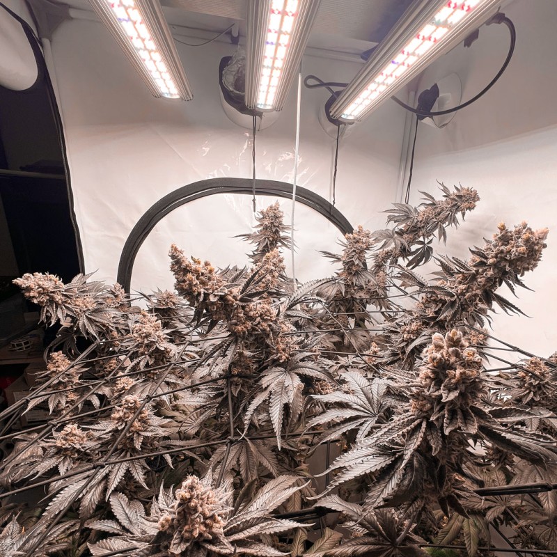Ice Cream Haze - feminiserede skunkfrø | Dutch Passion - Billede 2