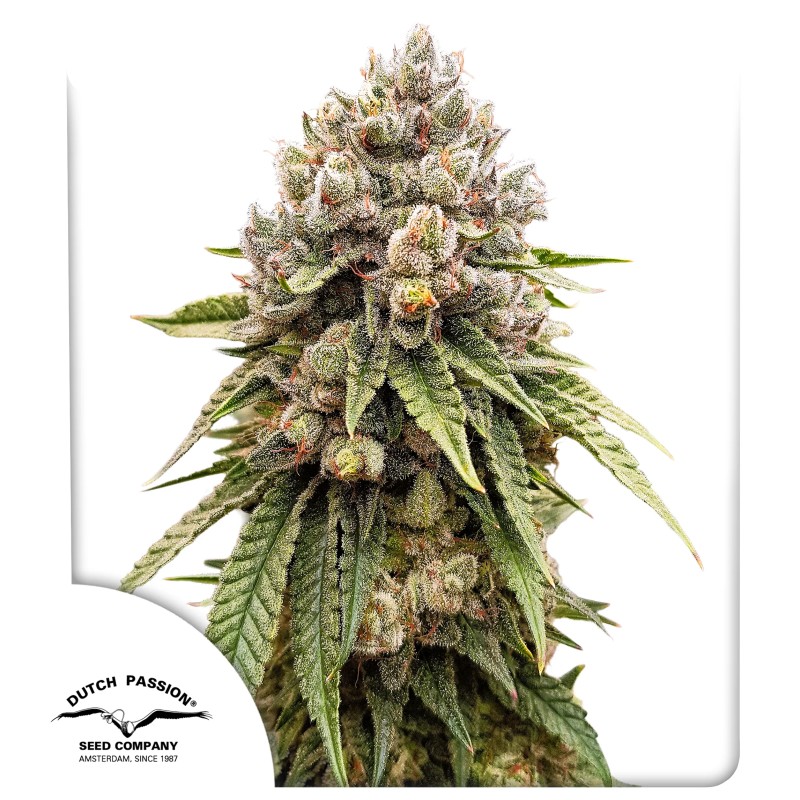 Ice Cream Haze - feminiserede skunkfrø | Dutch Passion