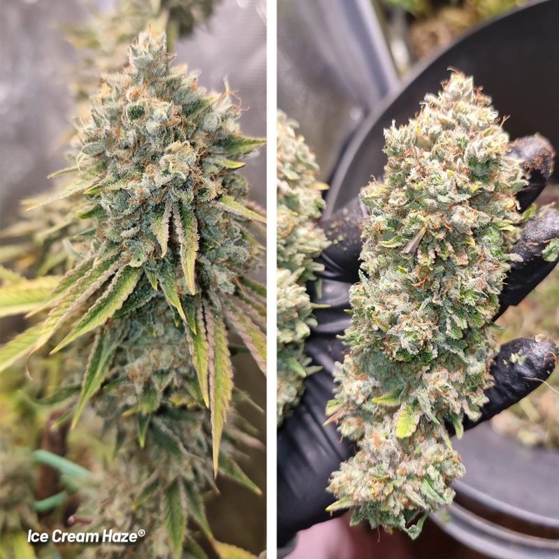 Ice Cream Haze - feminiserede skunkfrø | Dutch Passion - Billede 5