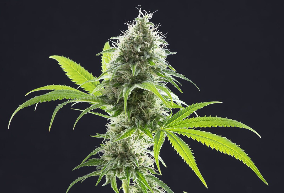 Kama Kush CBD | Feminiserede CBD skunkfrø - Kannabia Seeds