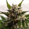 Kickass | Autoblomstrende skunkfrø - Kannabia Seeds