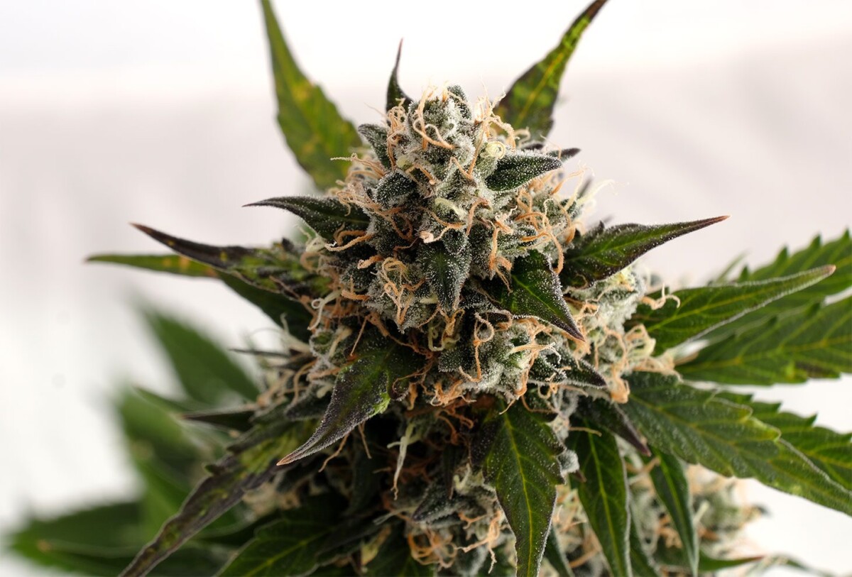 Kickass | Autoblomstrende skunkfrø - Kannabia Seeds