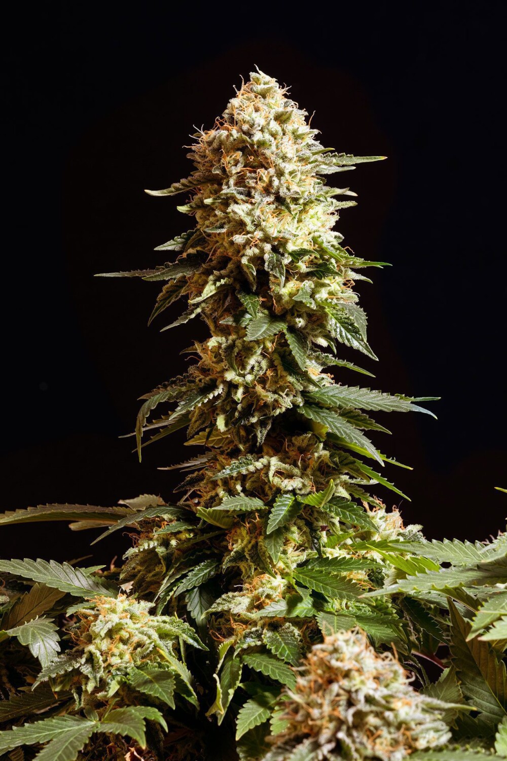 La Blanca | Feminiserede skunkfrø - Kannabia Seeds - Billede 3