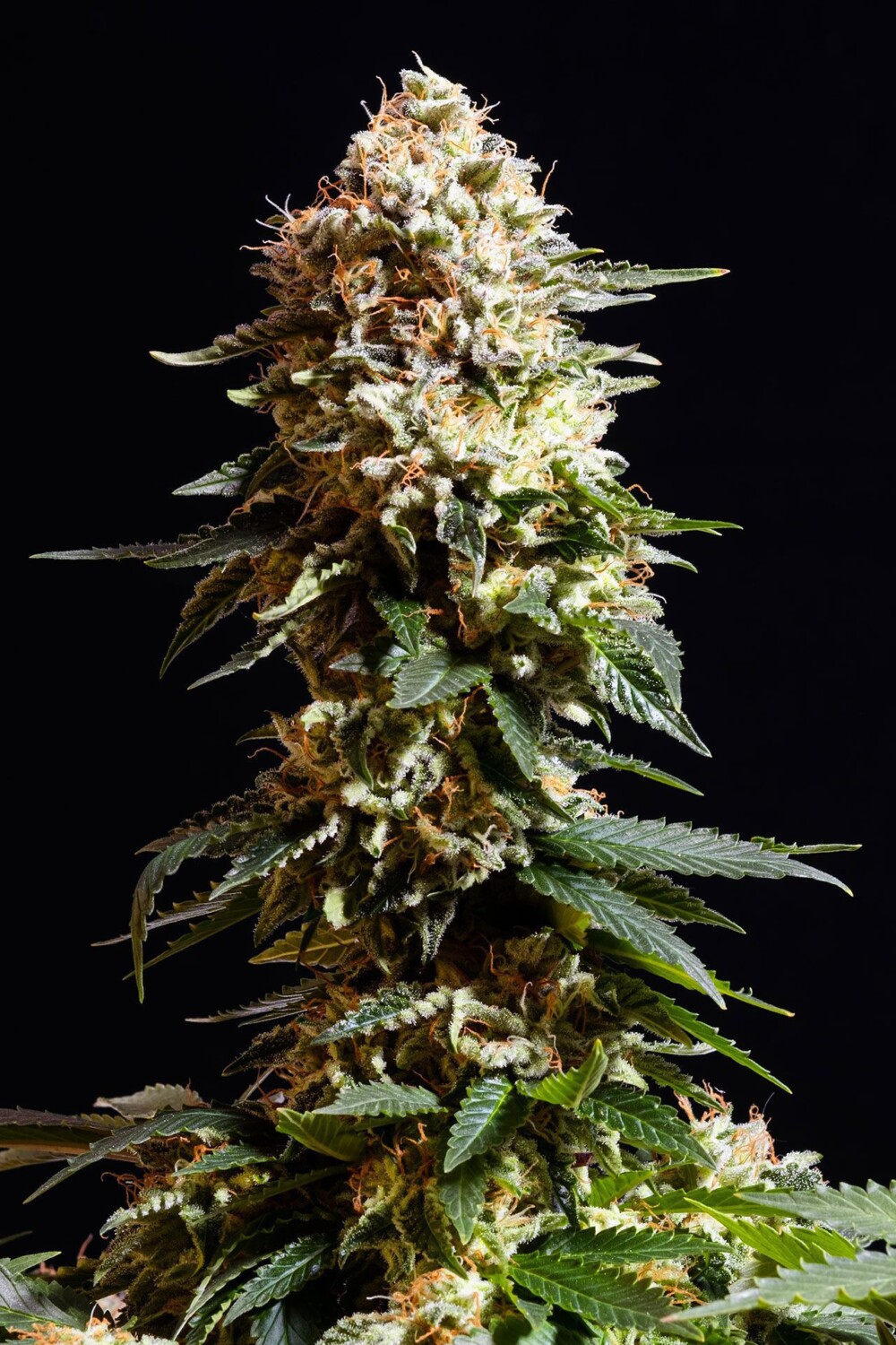 La Blanca | Feminiserede skunkfrø - Kannabia Seeds - Billede 2