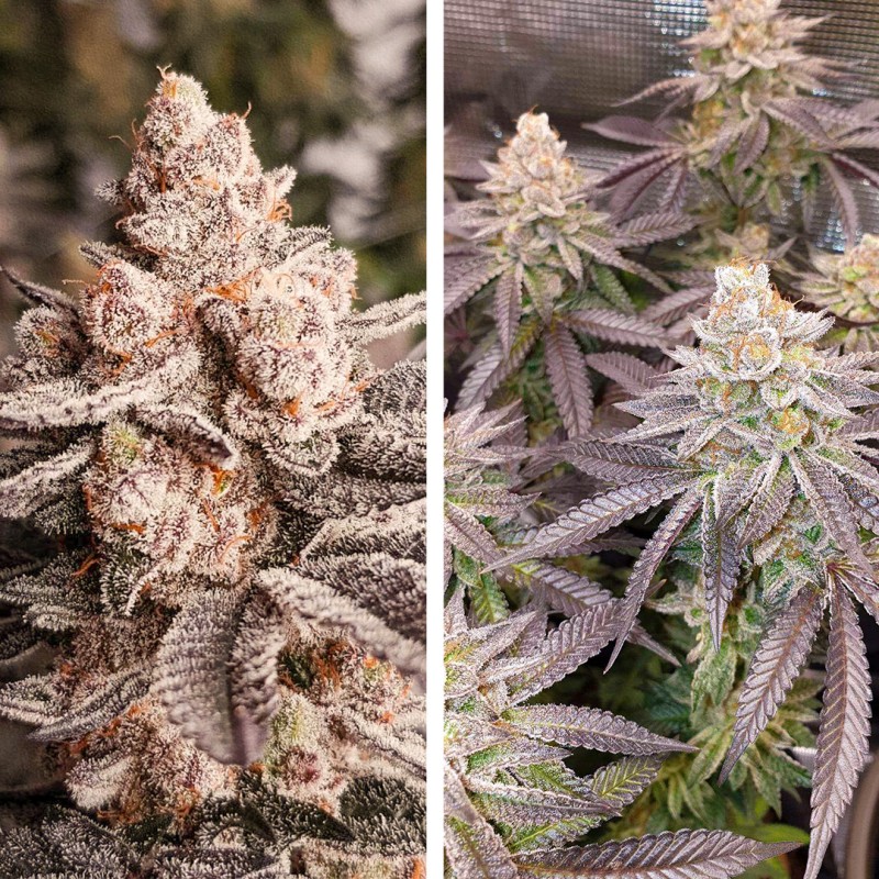 Orange Bud 2.0 - Feminiserede skunkfrø | Dutch Passion - Billede 4