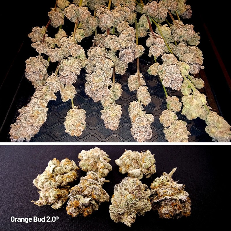 Orange Bud 2.0 - Feminiserede skunkfrø | Dutch Passion - Billede 3