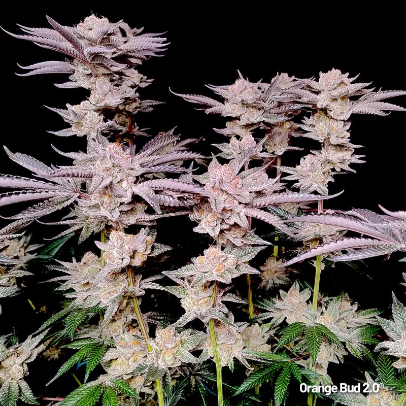 Orange Bud 2.0 - Feminiserede skunkfrø | Dutch Passion - Billede 2