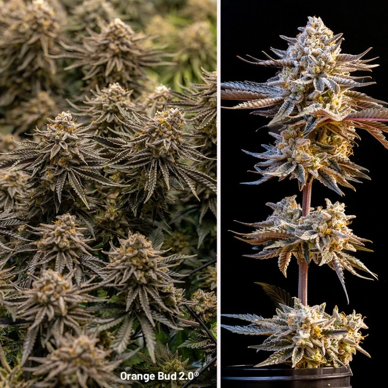 Orange Bud 2.0 - Feminiserede skunkfrø | Dutch Passion - Billede 5