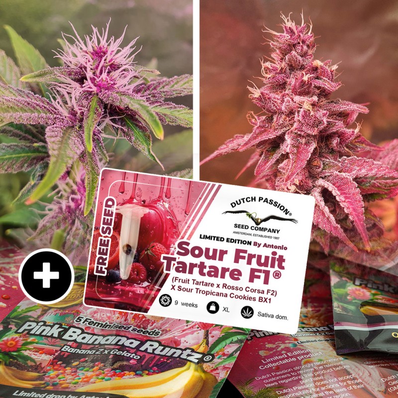 Pink Banana Runtz Ltd Edition - feminiserede skunkfrø | Dutch Passion - Billede 5